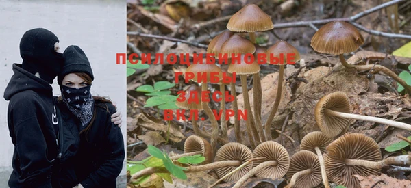 PSILOCYBIN Абдулино